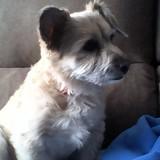LAIKA avatar