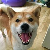 Kuma avatar