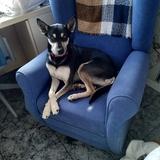 Indi avatar