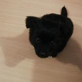 Baloo avatar