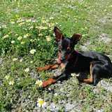 Rocco avatar