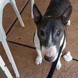 Lupo avatar