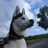 Max avatar