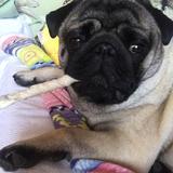 Pupi avatar