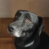 Curro avatar