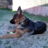 Bosco avatar