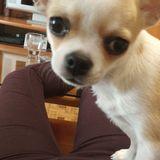 Chiwi avatar