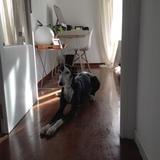 Elha y thor avatar