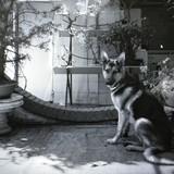 Bruma avatar