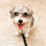 Lumi avatar