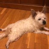 Duque Perricone avatar