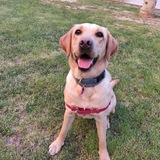 Nala avatar