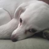 Chipri avatar