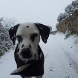 Ares avatar