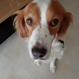 Kiwi avatar