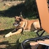 Nala avatar