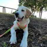 Runa avatar
