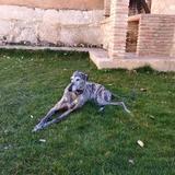 Lola avatar