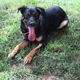 Rocko avatar