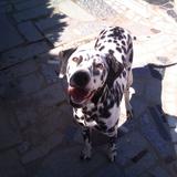 Lulu avatar
