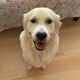 Sammy avatar