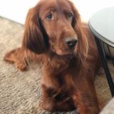 Lola avatar