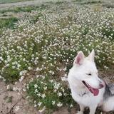 Kiona avatar