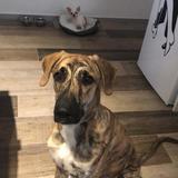 Tigger avatar