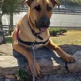 Thor avatar