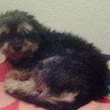 kuky avatar