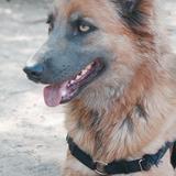 Bella avatar