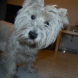 Molly avatar
