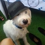 Baloo avatar