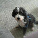 Oliver avatar