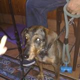 Canela avatar