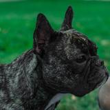 Cora avatar