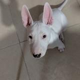 Lola avatar