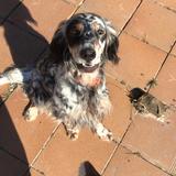Xena avatar