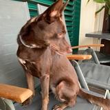 Juno avatar