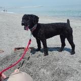 PEPA avatar