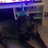 Brownie  avatar