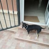 Romeo avatar