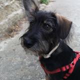 Bosco avatar