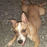 Kimba avatar
