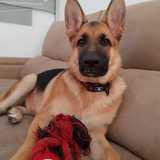 ARES avatar