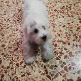 MIA avatar