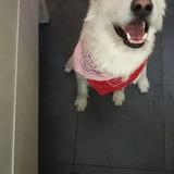 Thor avatar