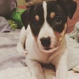 Nala avatar