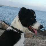 Sira avatar