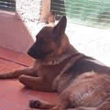 Xuxa avatar
